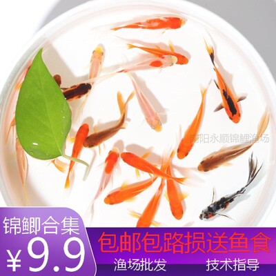金鱼活鱼锦鲤淡水观赏鱼苗冷水鱼