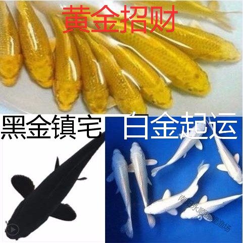 黄金锦鲤鱼冷水观赏鱼苗金鱼活鱼