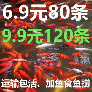 红草金鱼活鱼小锦鲤鱼活淡水观赏鱼苗小型鱼 包活冷水鱼热带鱼 包邮