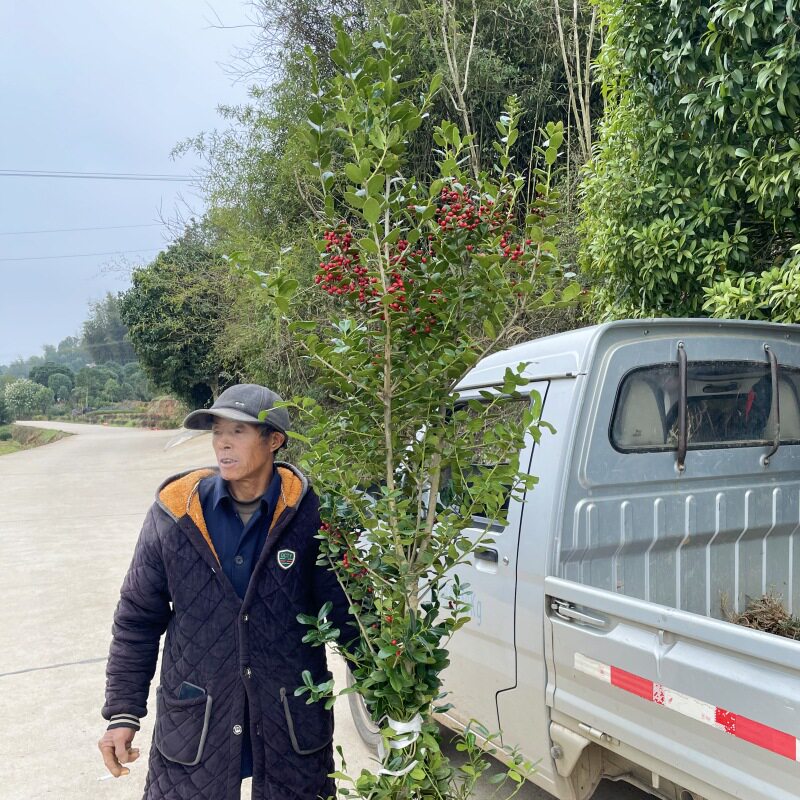 无刺枸骨树鸿运果四季常青金玉满堂红庭院南北方耐寒绿化苗木