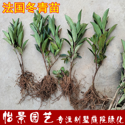 法国冬青大叶绿篱苗四季常青
