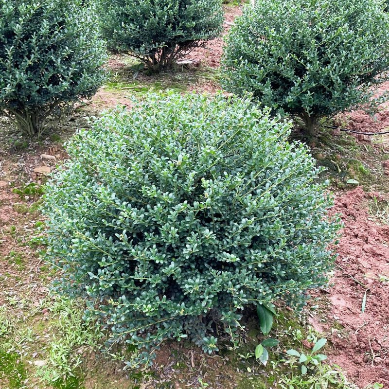 龟甲冬青球树苗冬青球庭院植物别墅绿化北方耐寒四季常青景观造型