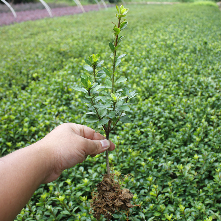 春鹃花毛杜鹃花树苗盆栽