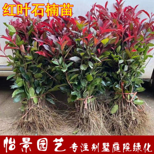 红叶石楠树苗四季常青庭院篱笆