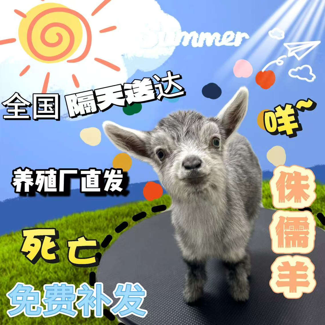 网红懒人好养宠物侏儒羊长不大小型亲人认主好养宠物羊羔活体萌宠