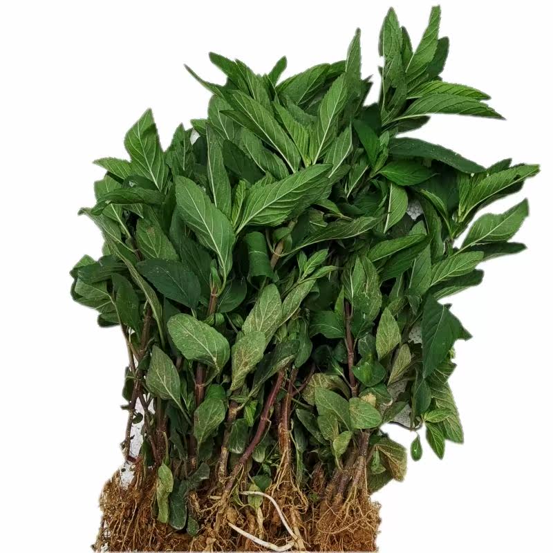 野生药用清凉土薄荷苗可食用带根泡茶调酒植物新鲜绿植盆栽