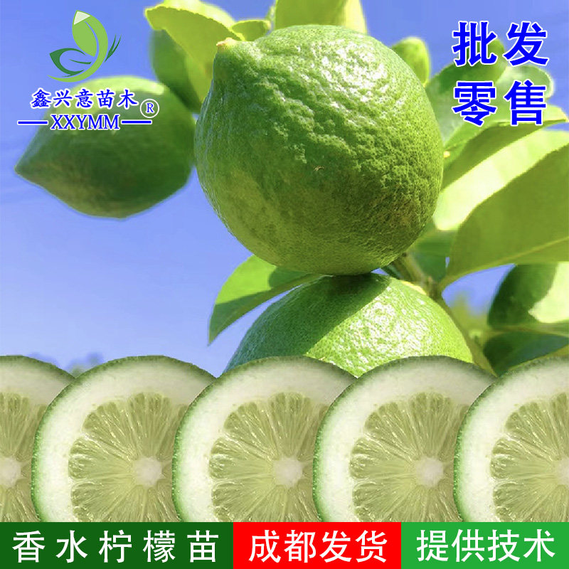 香水柠檬苗广东无籽香水柠檬苗四季开花结果产量高味道香庭院盆栽,鲜花速递/花卉仿真/绿植园艺,果树,淘宝优惠券,粉丝福利购,淘宝优惠卷