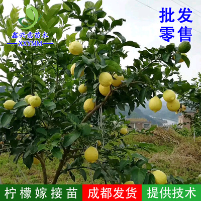 尤力克柠檬苗四季结果