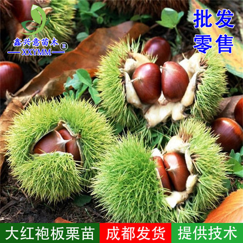 嫁接大红袍板栗苗耐寒板栗树苗