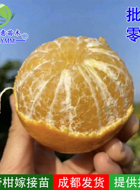 嫁接高产高糖皇帝柑树苗