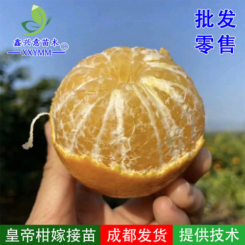 嫁接高产高糖皇帝柑树苗