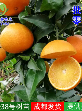 红美人嫁接早熟柑桔苗网红果冻橙
