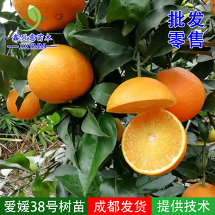 爱媛38号树苗红美人嫁接柑橘苗早熟柑桔苗爱媛果冻橙树苗新品种