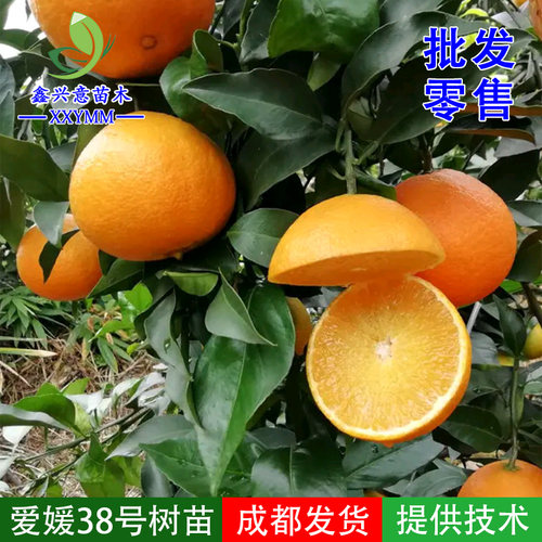 红美人嫁接早熟柑桔苗网红果冻橙