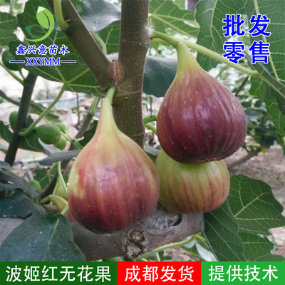四川热销波姬红无花果苗