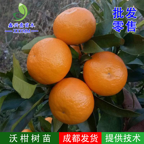 嫁接高产高糖晚熟新品种沃柑树苗