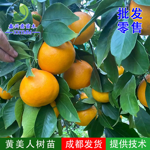 高糖新品种柑橘黄美人树苗
