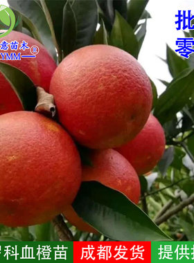 塔罗科血橙柑橘嫁接苗