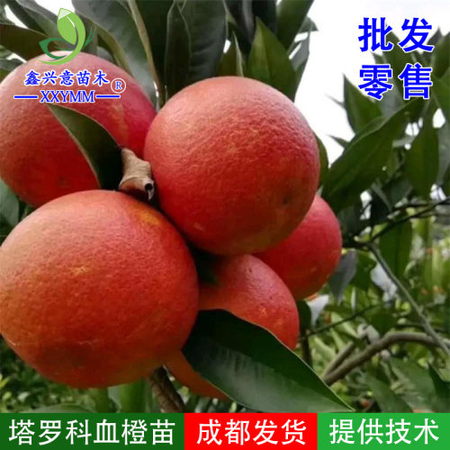 塔罗科血橙柑橘嫁接苗