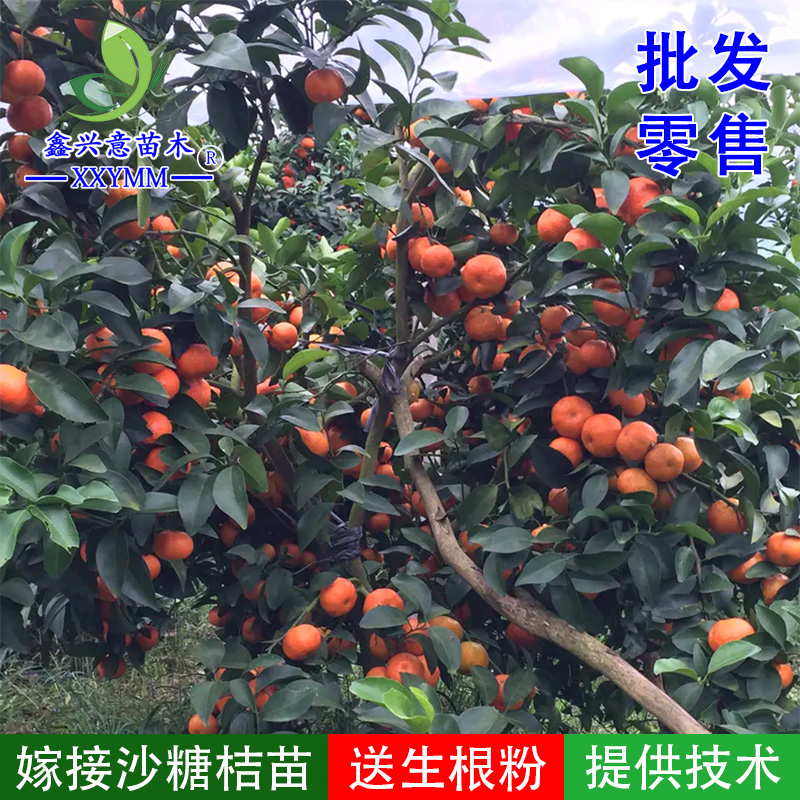 嫁接苗鑫兴意苗木丰产砂糖桔苗