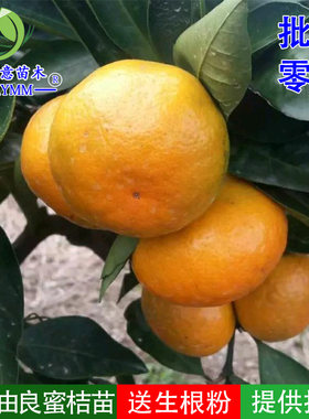 由良蜜桔苗树苗特早熟