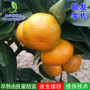 四川嫁接由良蜜桔树苗高糖蜜桔苗特早熟蜜桔苗果树苗耐寒柑橘苗