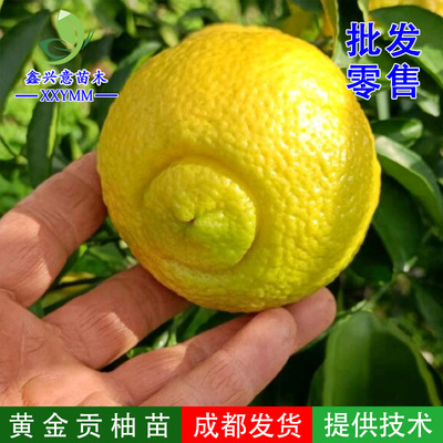 黄金贡柚苗春香桔柚树苗象山青