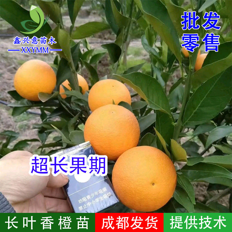 长叶香橙苗柑橘苗果树苗嫁接苗新品种柑桔苗赣南脐橙苗四川热销,鲜花速递/花卉仿真/绿植园艺,果树,淘宝优惠券,粉丝福利购,淘宝优惠卷