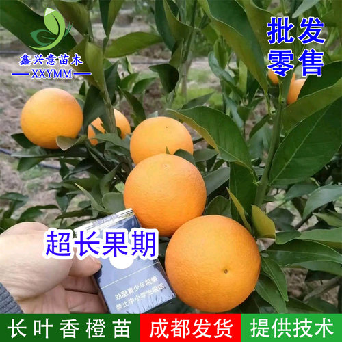 嫁接苗赣南脐橙长叶香橙树苗