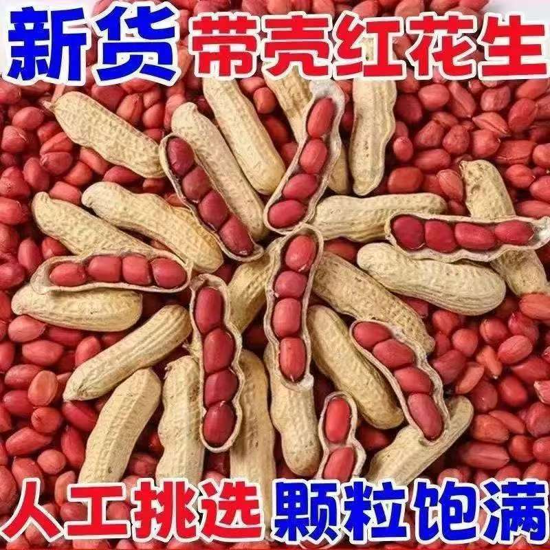 2026新货带壳红皮花生米东北