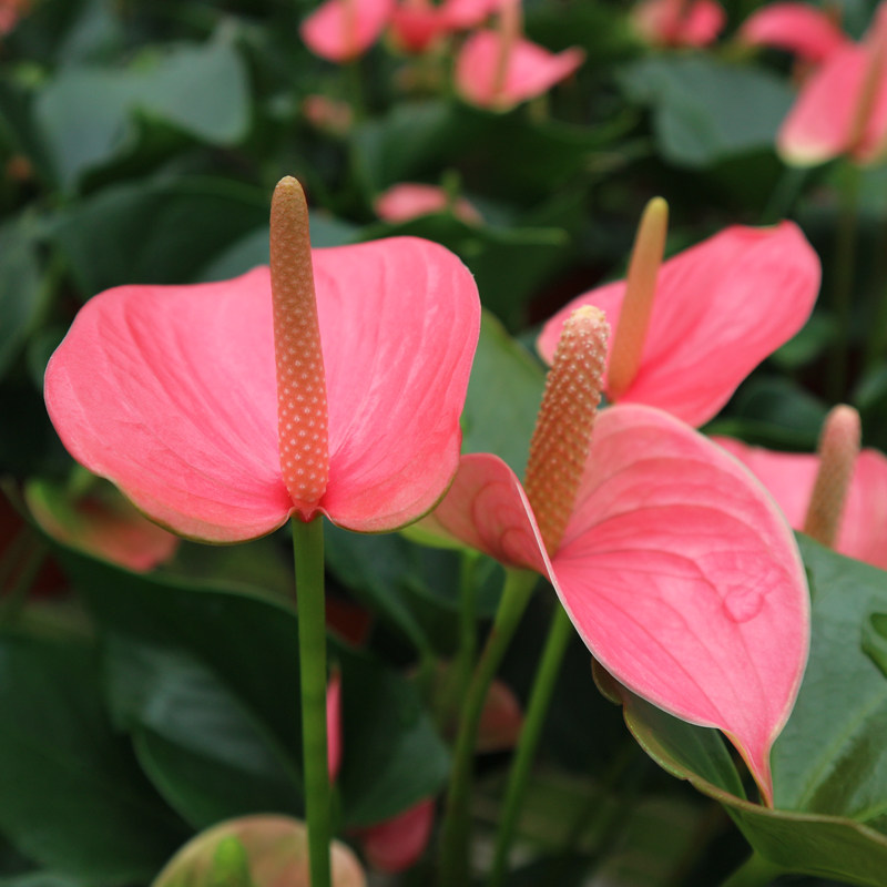 进口粉掌红掌粉冠军盆栽植物室内花卧室窗台观花植物鸿运当头大叶