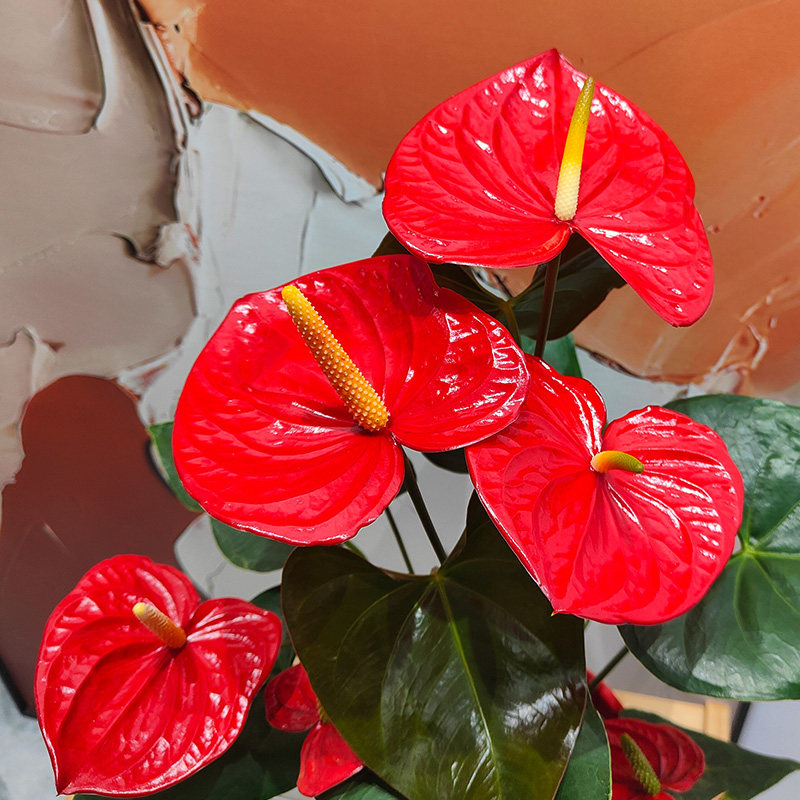 新年吉祥如意摆花室内客厅办公室绿植花卉大花大株红掌花四季开花