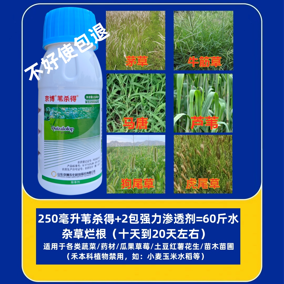 大黄苗圃蔬菜果树地杀芦苇茅草冰草狗尾草苇杀得精喹禾灵除草剂