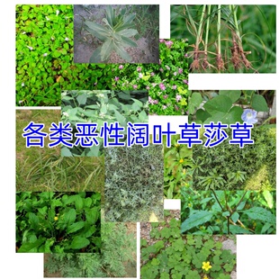 草坪专杀香附子三叶草鬼针草蒲公英阔叶草莎草氯吡嘧磺隆除草剂