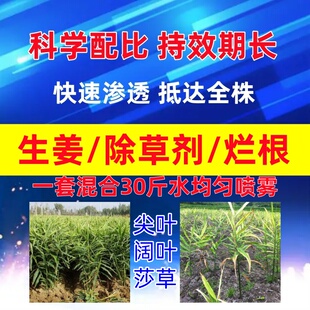生姜除草剂杀尖叶阔叶香附子莎草茅草泽漆2甲4氯钠阔叶杂草除草剂