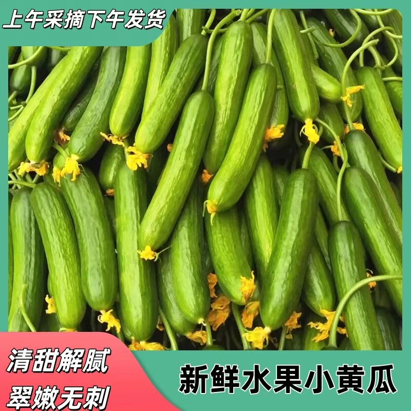 新鲜蔬菜水果黄瓜农家自种旱黄瓜现摘黄瓜5斤生吃自提凉拌无刺