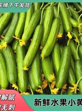 水果黄瓜农家自产即食水果小黄瓜青瓜蔬菜时令旱黄瓜脆嫩新鲜自提