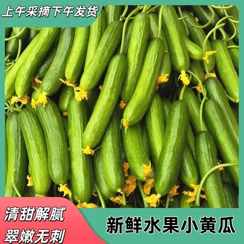 水果黄瓜农家自产水果小黄瓜青瓜蔬菜时令旱黄瓜脆嫩自提现摘新鲜