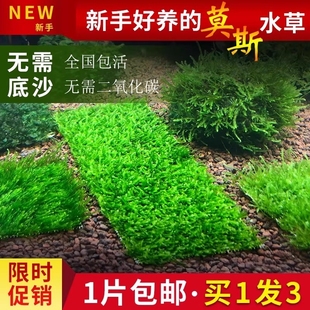鱼缸莫斯水草植物活体慕斯片球散装 莫丝树沉木大三角垂泪前景造景