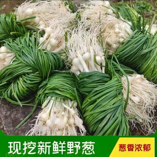 湖北新鲜野葱野菜现挖小根蒜胡葱沙葱当季 香葱苦野藠头