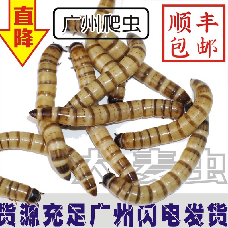 大麦虫活虫面包虫大号黄粉虫金龙鱼乌龟饲料八哥画眉鸟食活体虫子图片