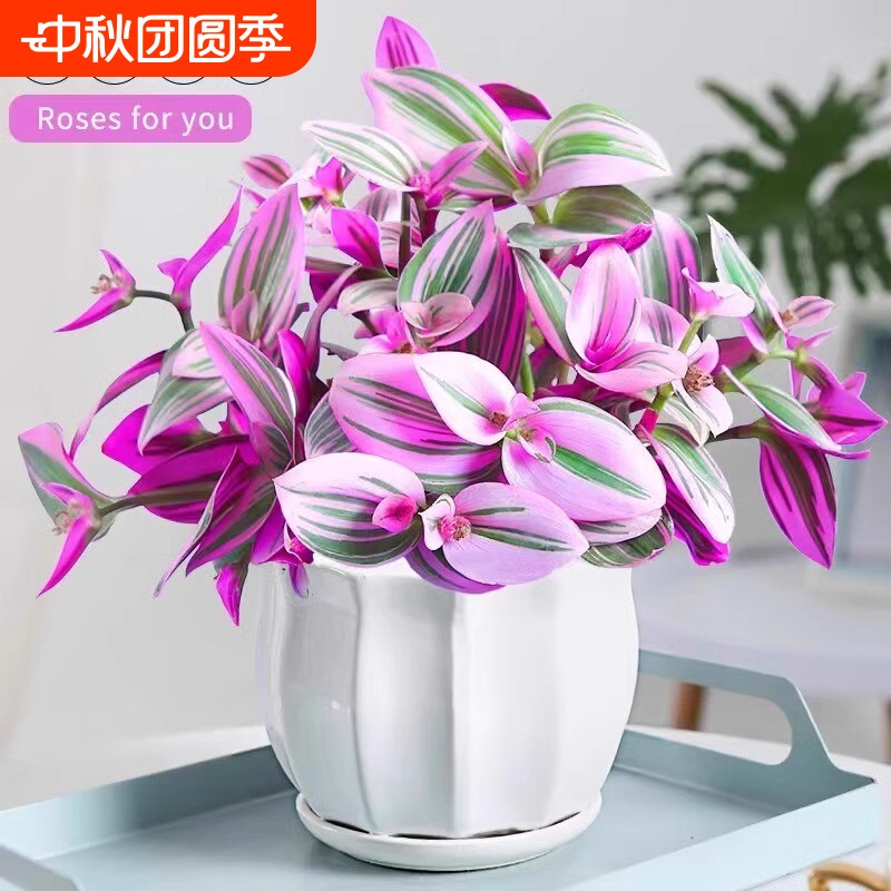 油画婚礼吊兰盆栽紫露兰花水培花卉多肉植物发财树室内好养小绿植图片