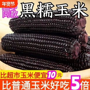 东北黑糯玉米独立黏黏甜糯玉米紫玉米减健身代餐新鲜