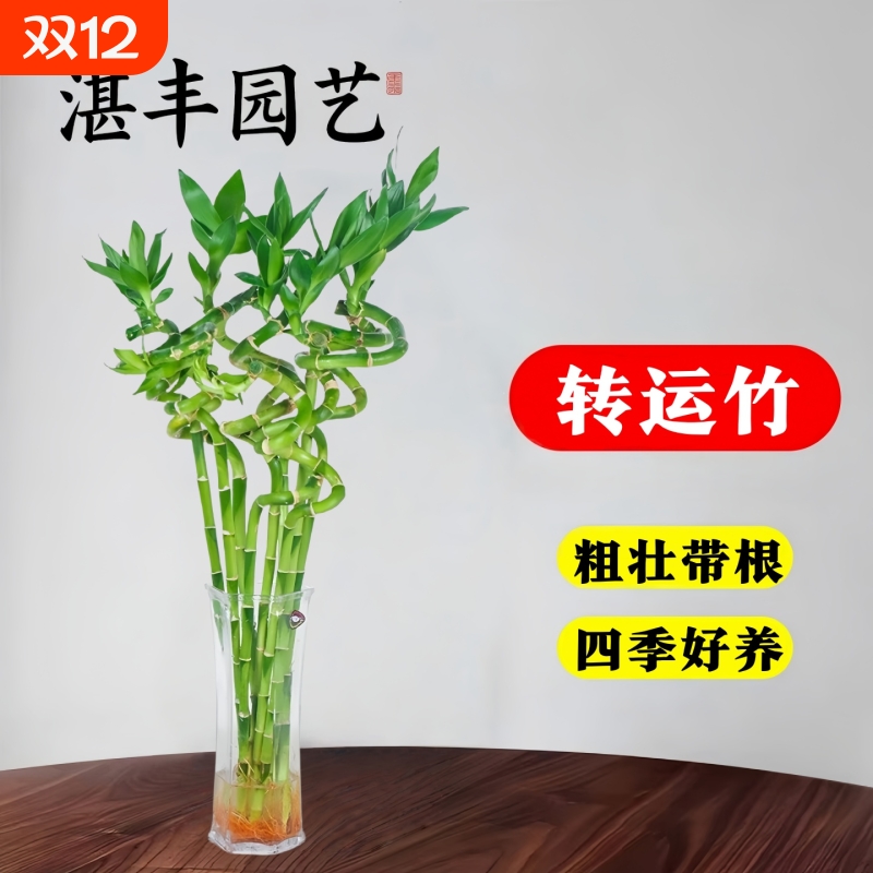 带根富贵竹转运竹客厅盆栽水培苗
