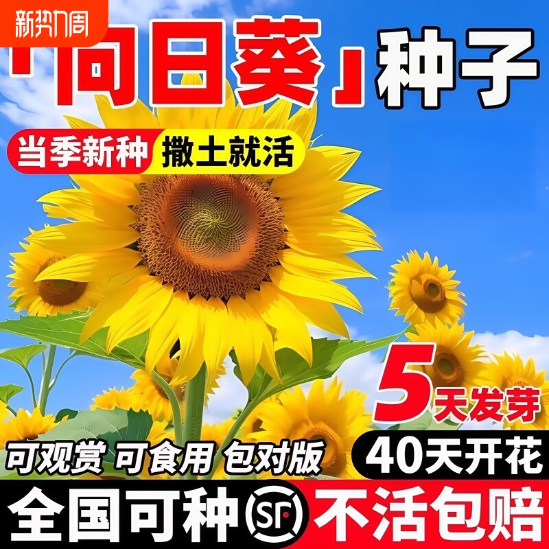 向日葵种子种孑向日葵籽阳台盆栽四季播种开花高杆观赏食用葵花籽