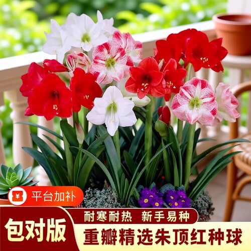 朱顶红可水培球根|超4000次加购