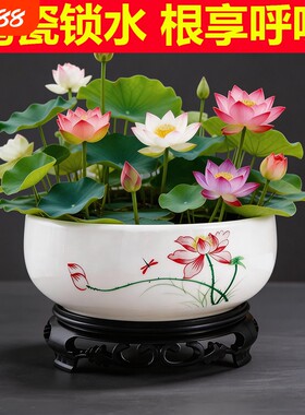 水仙花陶瓷无孔水培花盆特价大号铜钱草睡莲专用水培盆莲花带托盘