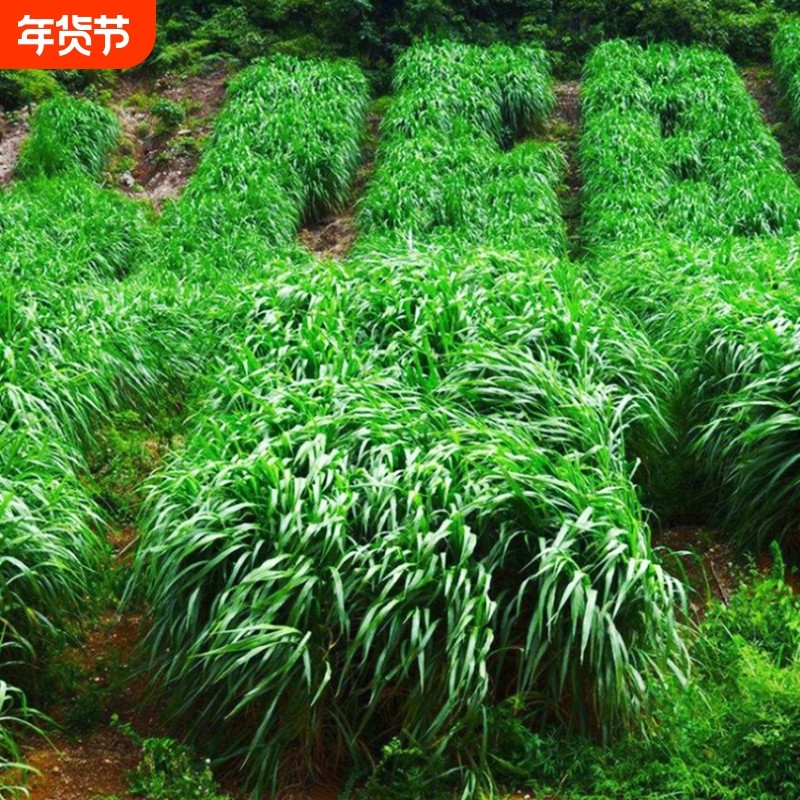 黑麦草种籽子鱼草种籽四季多年生牧草种子鸡鸭草种子提摩西兔子
