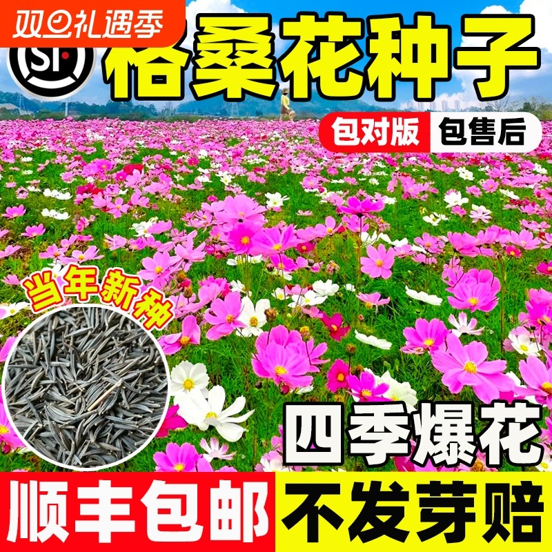 格桑花四季组合花种|千人加购