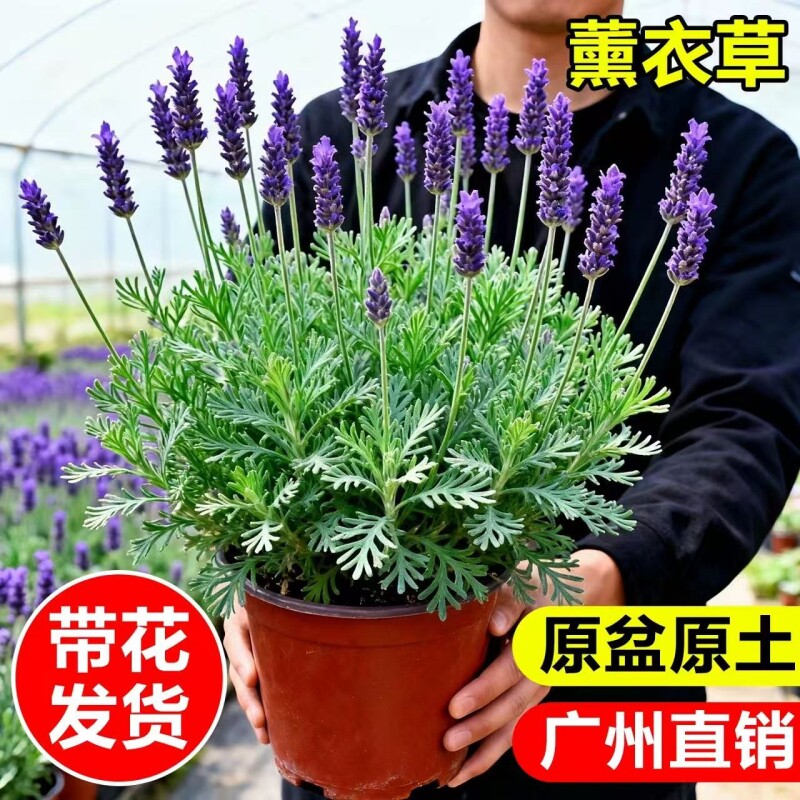 薰衣草盆栽室内驱蚊植物羽叶普罗旺斯花苗四季开花卉室外耐寒带花